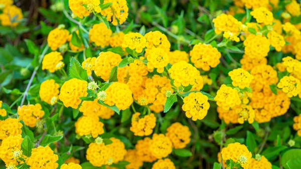 Lantana Gold (Lantana camara)