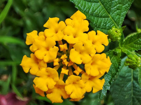 Lantana Gold (Lantana camara) - PlantologyUSA - Medium