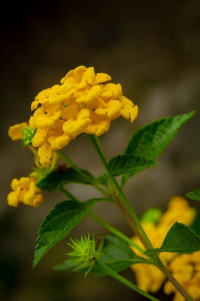 Lantana Gold (Lantana camara) - PlantologyUSA - Medium