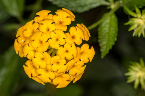 Lantana Gold (Lantana camara) - PlantologyUSA - Medium