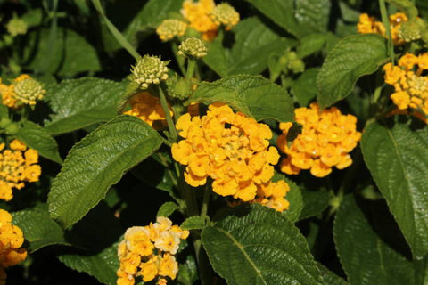 Lantana Gold (Lantana camara) - PlantologyUSA - Medium