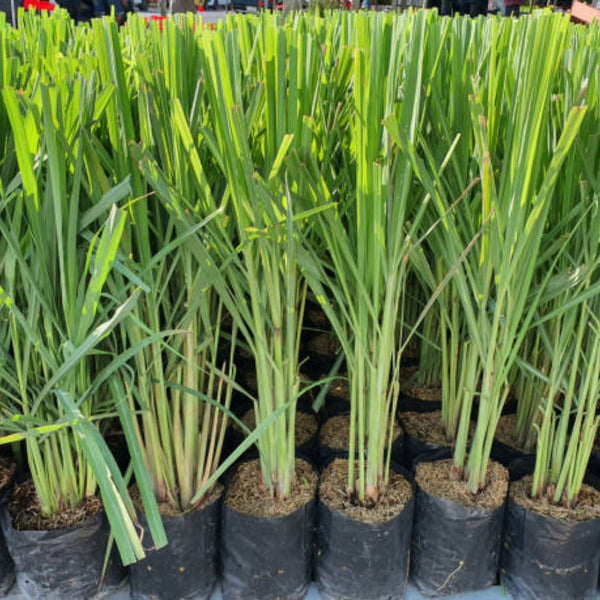 Lemon Grass (Cymbopogon)