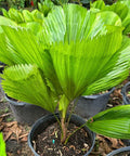 Licuala grandis, Licuala Grandis Palm, Vanuatu Fan Palm - PlantologyUSA - 7 Gallon
