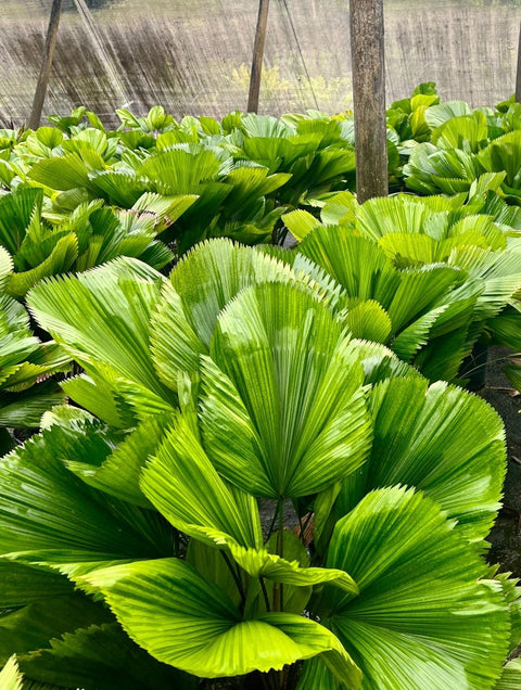 Licuala Grandis Palm, Vanuatu Fan Palm - PlantologyUSA - 1-2 Feet