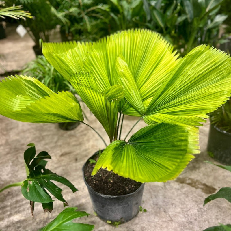 Licuala Grandis Palm, Vanuatu Fan Palm