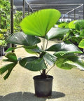 Licuala Peltata Elegans Palm Tree, Rare and Exotic - PlantologyUSA - 3 Gallon