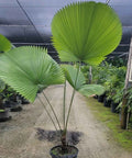 Licuala Peltata Elegans Palm Tree, Rare and Exotic - PlantologyUSA - 3 Gallon