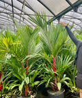 Lipstick Palm (Cyrtostachys renda) - PlantologyUSA - 3.5-5 feet
