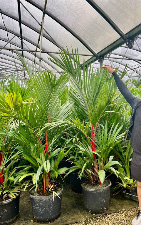 red palm indoor plant Lipstick Palm (Cyrtostachys renda)