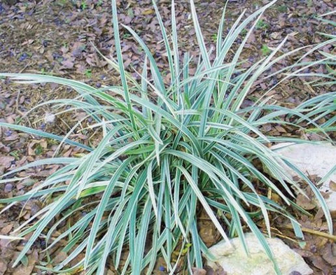 Liriope Aztec (Liriope muscari 'Aztec') - PlantologyUSA - Medium