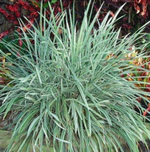 Liriope Aztec (Liriope muscari 'Aztec') - PlantologyUSA - Medium