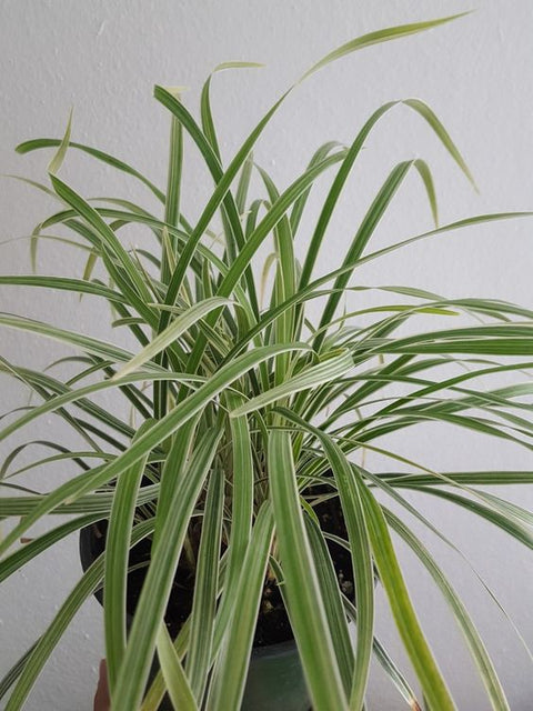 Liriope Aztec (Liriope muscari 'Aztec') - PlantologyUSA - Medium