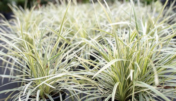 Liriope Aztec (Liriope muscari 'Aztec')