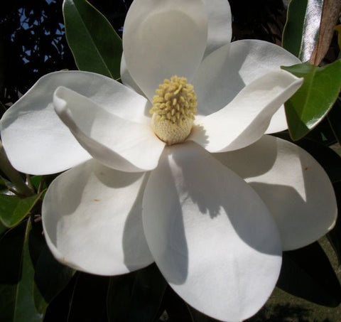 Little Gem Magnolia (Magnolia grandiflora 'Little Gem') - PlantologyUSA - 3 Gallon (2-3')