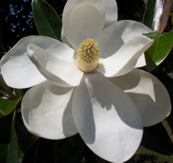 Little Gem Magnolia (Magnolia grandiflora 'Little Gem')