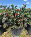 Little John Dwarf Bottlebrush (Callistemon citrinus 'Little John') - PlantologyUSA - Medium