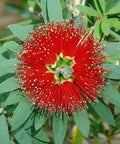 Little John Dwarf Bottlebrush (Callistemon citrinus 'Little John') - PlantologyUSA - Medium