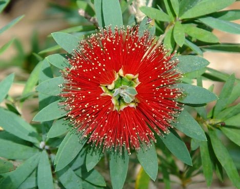 Little John Dwarf Bottlebrush (Callistemon citrinus 'Little John') - PlantologyUSA - Medium