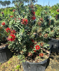 Little John Dwarf Bottlebrush (Callistemon citrinus 'Little John') - PlantologyUSA - Medium