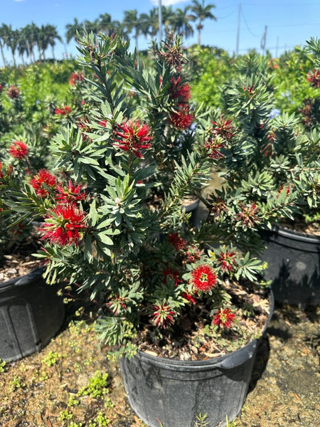 Little John Dwarf Bottlebrush (Callistemon citrinus 'Little John')
