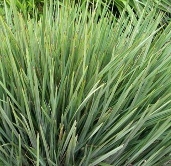 Little Rev Flax Lily (Dianella revoluta 'DR5000')