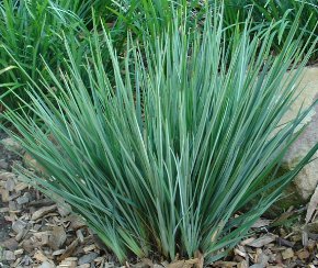 flax lily plant Little Rev Flax Lily (Dianella revoluta 'DR5000')