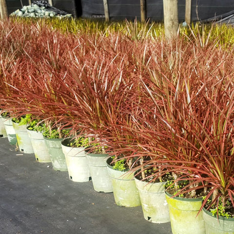 dracaena marginata tricolor for sale Madagascar Dragon Tree for Sale