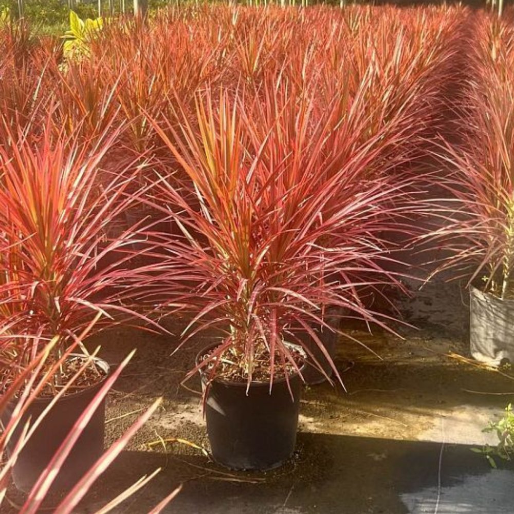 dracaena colorama red Madagascar Dragon Tree for Sale