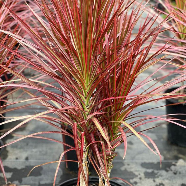 dracaena madagascar dragon tree Madagascar Dragon Tree for Sale