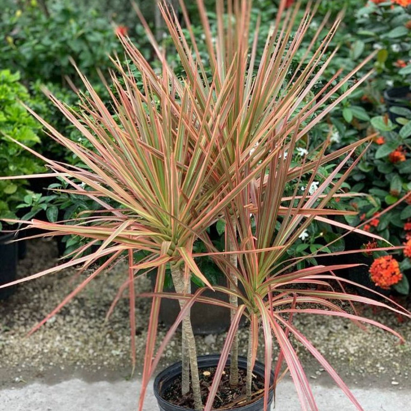 Madagascar Dragon Tree for Sale Plantology USA