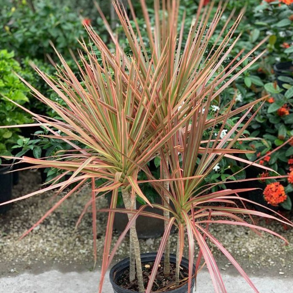 dracaena marginata tricolor outdoor Madagascar Dragon Tree for Sale