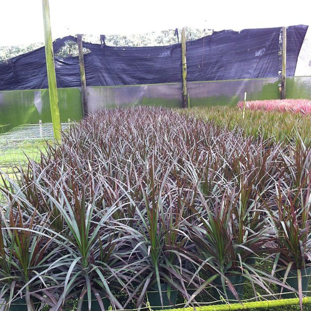 Madagascar Dragon Tree for Sale