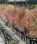 Madagascar Dragon Tree (Dracaena Marginata 'Magenta') - PlantologyUSA - 2-3 feet