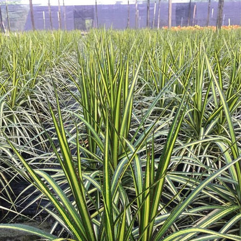 dracaena marginata sun Madagascar Dragon Tree for Sale