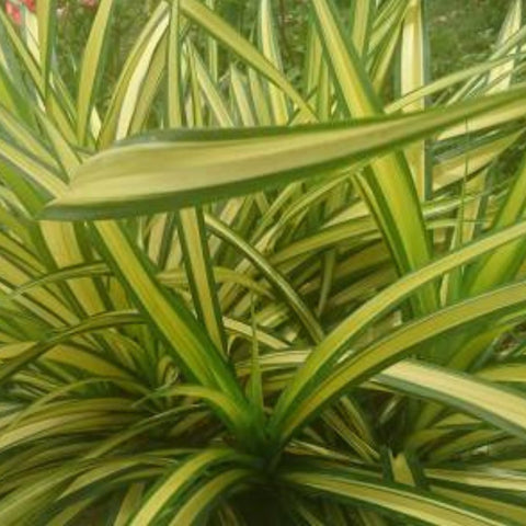 dracaena marginata wiki Madagascar Dragon Tree for Sale