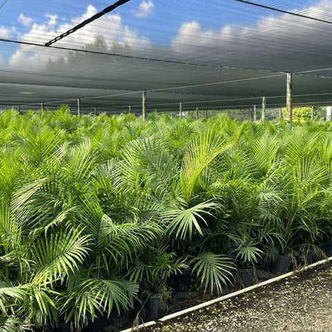 Majesty Palm (Ravenea Rivularis) - PlantologyUSA - 3 Gallon
