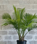 Majesty Palm (Ravenea Rivularis) - PlantologyUSA - Grower's Pick 4-5 Feet