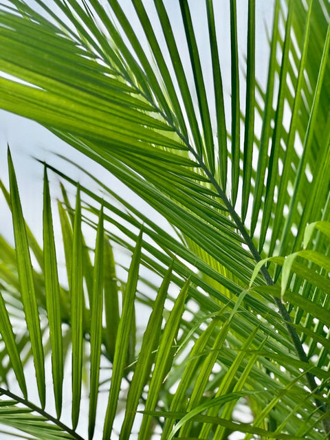 Majesty Palm (Ravenea Rivularis) - PlantologyUSA - Medium 2-3 Feet