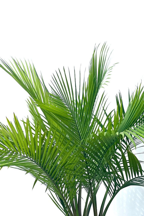 Majesty Palm (Ravenea Rivularis) - PlantologyUSA - Medium 2-3 Feet