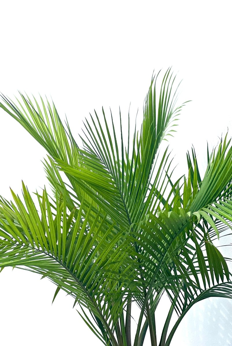 regis palm plant Majesty Palm for Sale