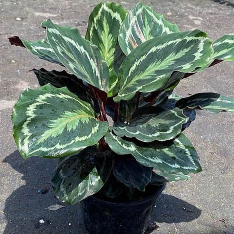 Medallion Prayer Plant (Calathea Medallion) - PlantologyUSA - 3 Gallon