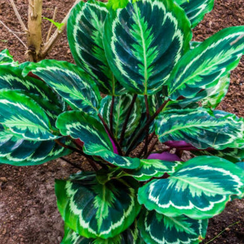 Medallion Prayer Plant (Calathea Medallion) - PlantologyUSA - 3 Gallon