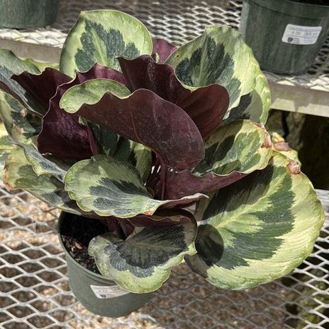 Medallion Prayer Plant (Calathea Medallion) - PlantologyUSA - 3 Gallon