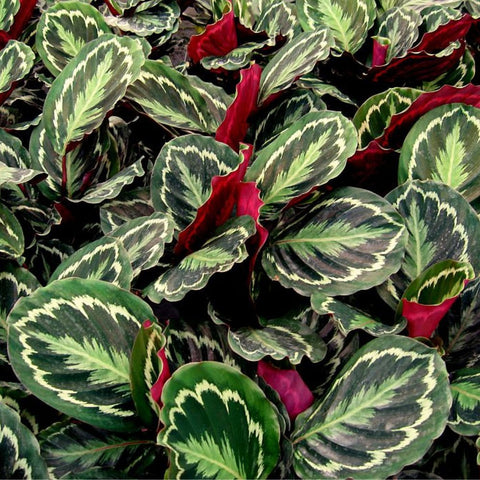 Medallion Prayer Plant (Calathea Medallion) - PlantologyUSA - 3 Gallon