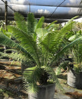 Mexican Cycad (Dioon spinulosum) - PlantologyUSA - 7 Gallon