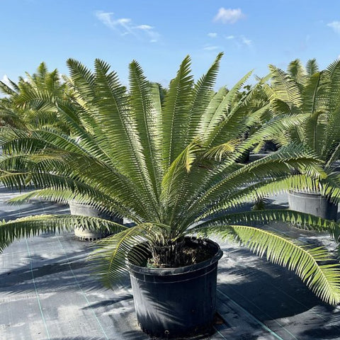 Mexican Cycad (Dioon spinulosum) - PlantologyUSA - 7 Gallon