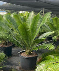 Mexican Cycad (Dioon spinulosum) - PlantologyUSA - 7 Gallon