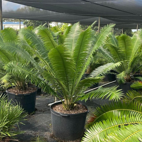 Mexican Cycad (Dioon spinulosum) - PlantologyUSA - 7 Gallon