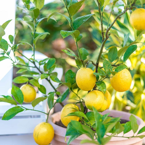 Meyer Lemon Tree (Citrus reticulata) - PlantologyUSA - Medium 4-5'