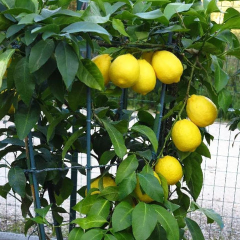 Meyer Lemon Tree (Citrus reticulata) - PlantologyUSA - Medium 4-5'